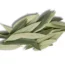 Zeytin yaprağı
