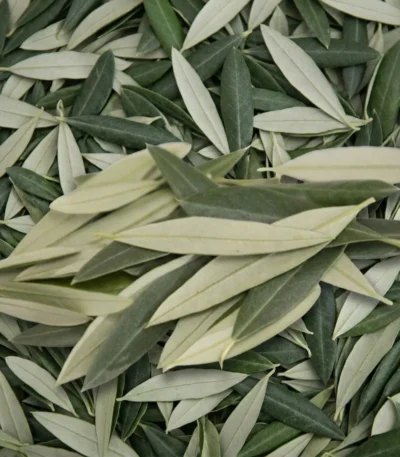 Zeytin Yaprağı