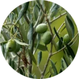 Zeytin yaprağı
