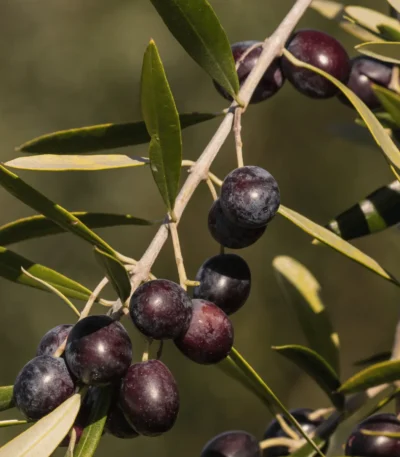 ham siyah zeytin