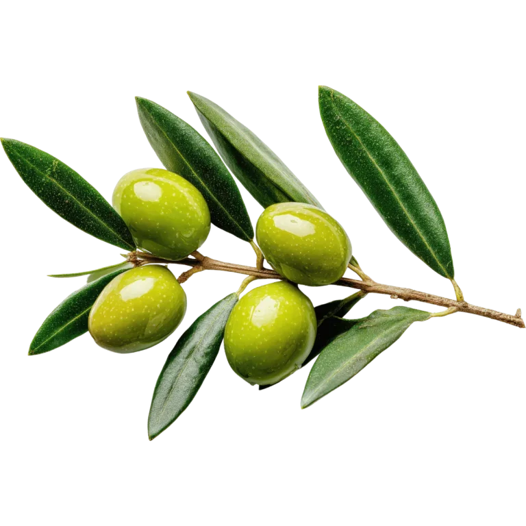 Kurmalık ham yeşil zeytin