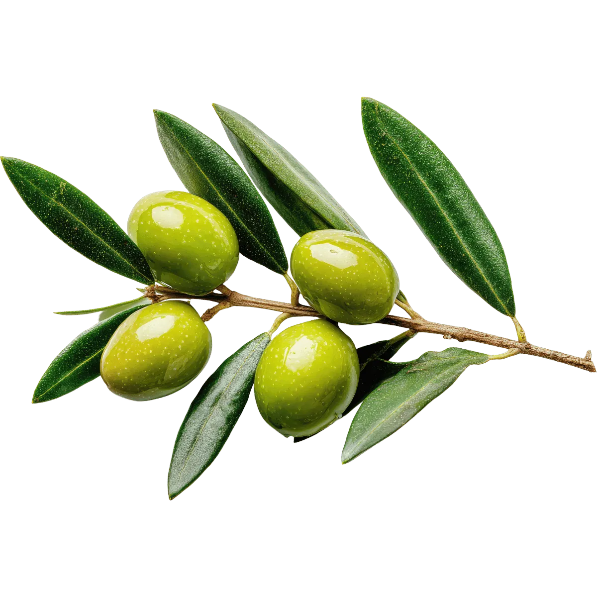 Ham Yeşil Zeytin Kurmalık ham yeşil zeytin