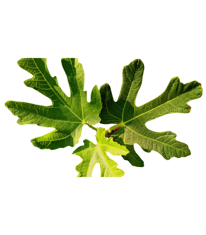 incir yaprağı