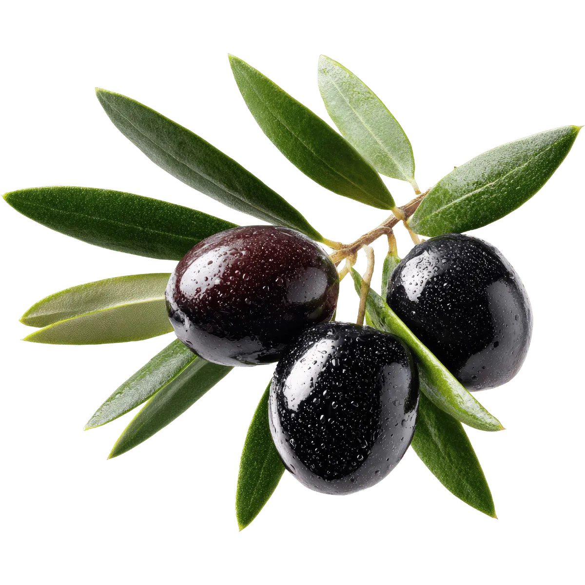 Kurmalık Ham Siyah Zeytinn Kurmalık ham siyah zeytin