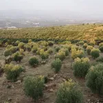 Zeytinlik dereköy