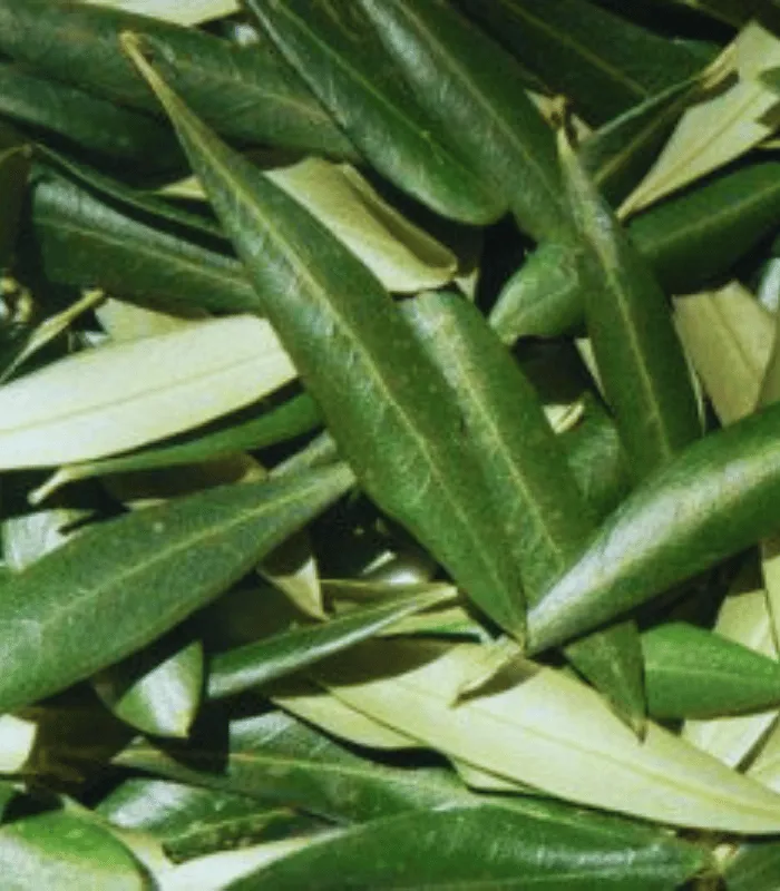 zeytin yaprağı