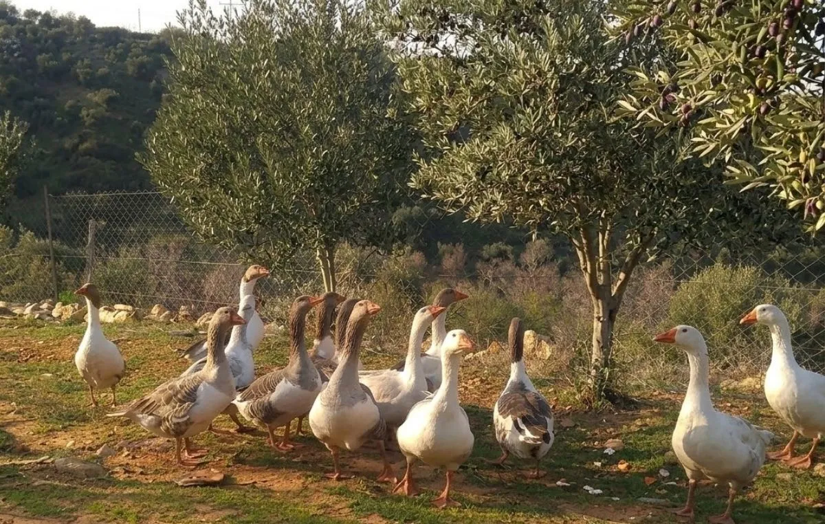Yabancı otlarla mücadele