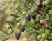 Zeytin Çeşitleri